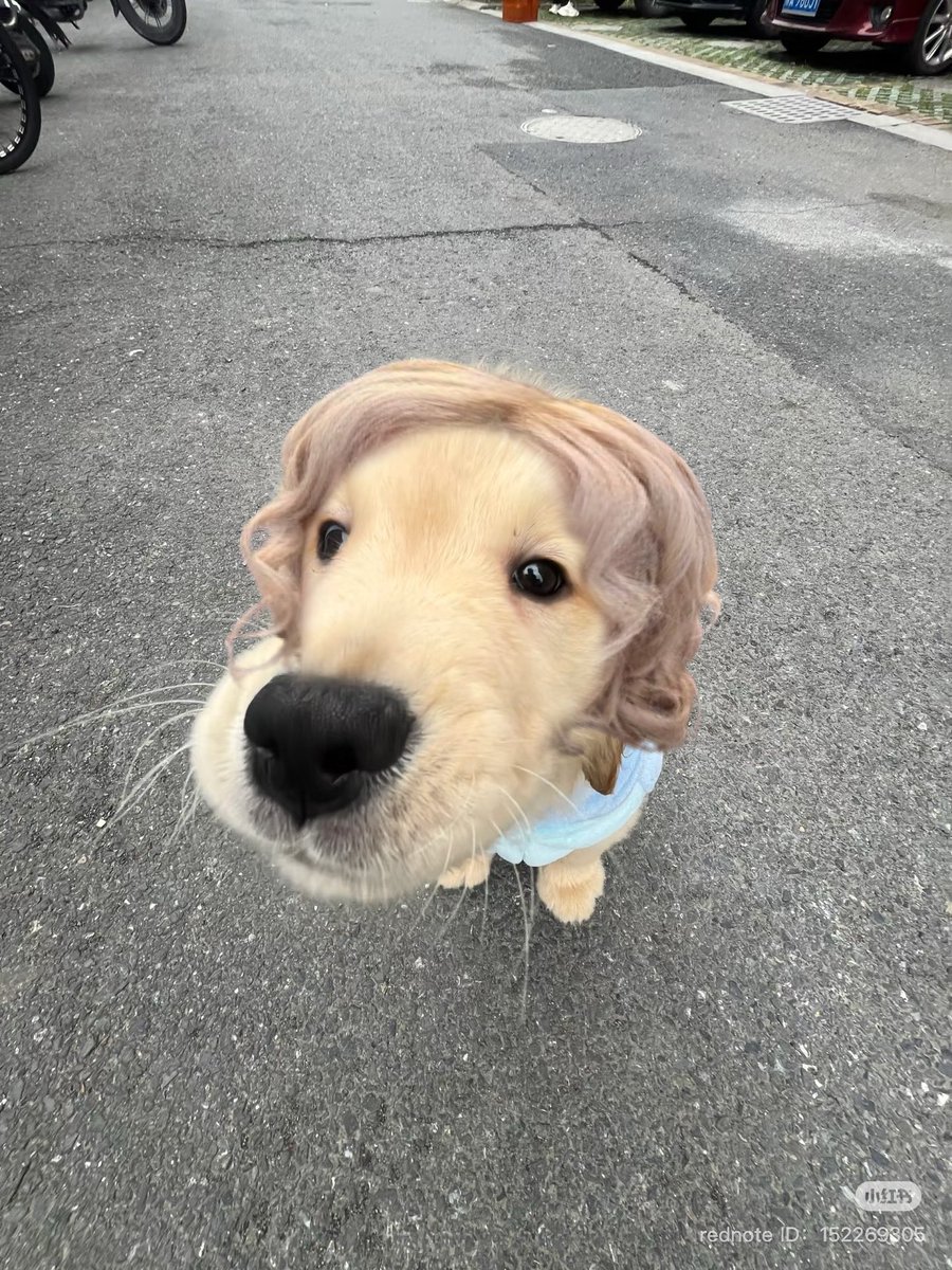 rsrosiess's tweet image. animal                                                    real life