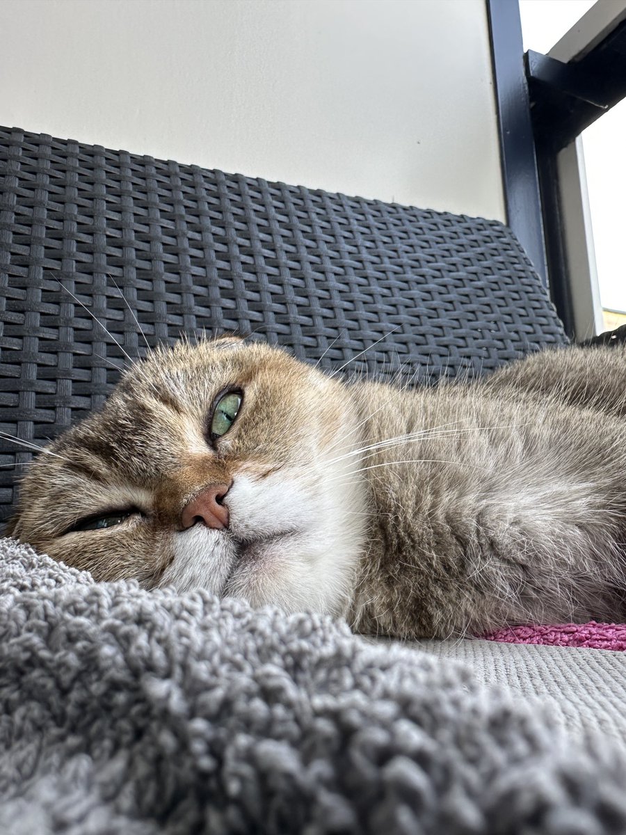 Today I will not lift a single paw #heatwave