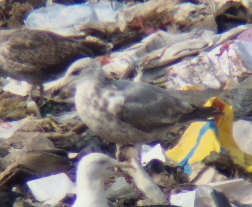 Daniel Langston (@dlangstonbirder) on Twitter photo 4 Caspian Gulls at Leadenham (ringed ad, 2 1s and a cracking juv).
Also 15+ YLG and a well-marked HG that had me interested.
<a href="/Lincsbirding/">Lincsbirding</a> 4 Caspian Gulls at Leadenham (ringed ad, 2 1s and a cracking juv).
Also 15+ YLG and a well-marked HG that had me interested.
<a href="/Lincsbirding/">Lincsbirding</a>
