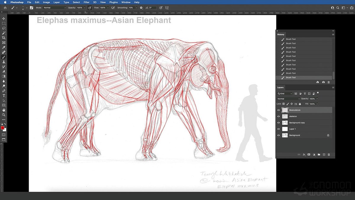 I don’t have much to share for World Elephant Day, but I have started on Terryl Whitlatch’s course on elephant anatomy and I’ve really enjoyed it so far. For how much I like elephants, I don’t draw them nearly enough. But this is a big help for when I do.
