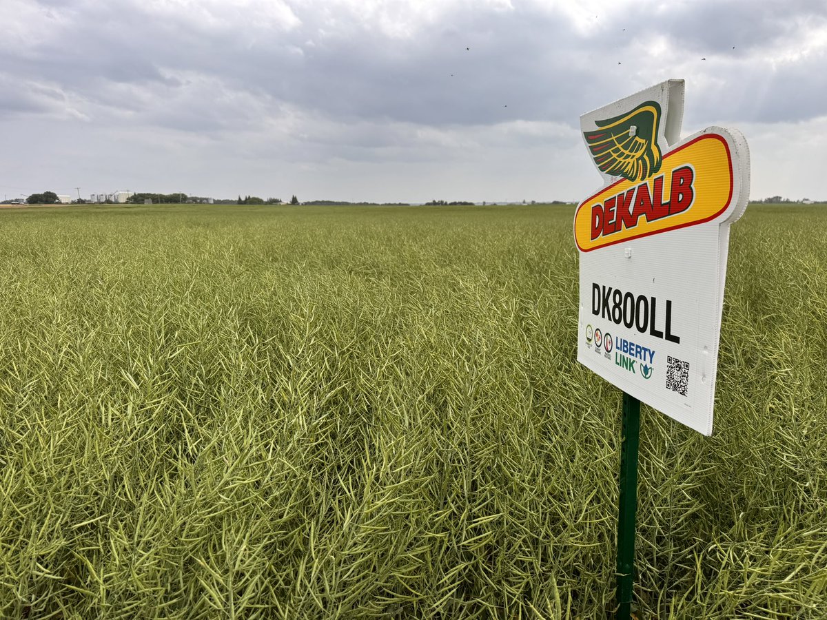 Aggeez28's tweet photo. Western MB DEKALB MD Canola Plot tour
800 Series LL &amp; 400 Series TruFlex/Liberty LL Canola hybrids podded heavy and standing great! #Yield25
@Bayer4CropsCA @DEKALB_Canada https://t.co/39k4BSDw6F