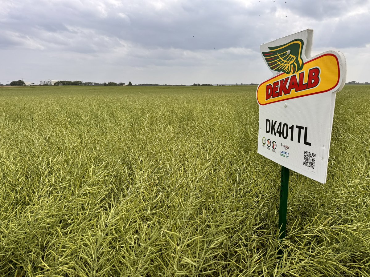 Aggeez28's tweet photo. Western MB DEKALB MD Canola Plot tour
800 Series LL &amp; 400 Series TruFlex/Liberty LL Canola hybrids podded heavy and standing great! #Yield25
@Bayer4CropsCA @DEKALB_Canada https://t.co/39k4BSDw6F