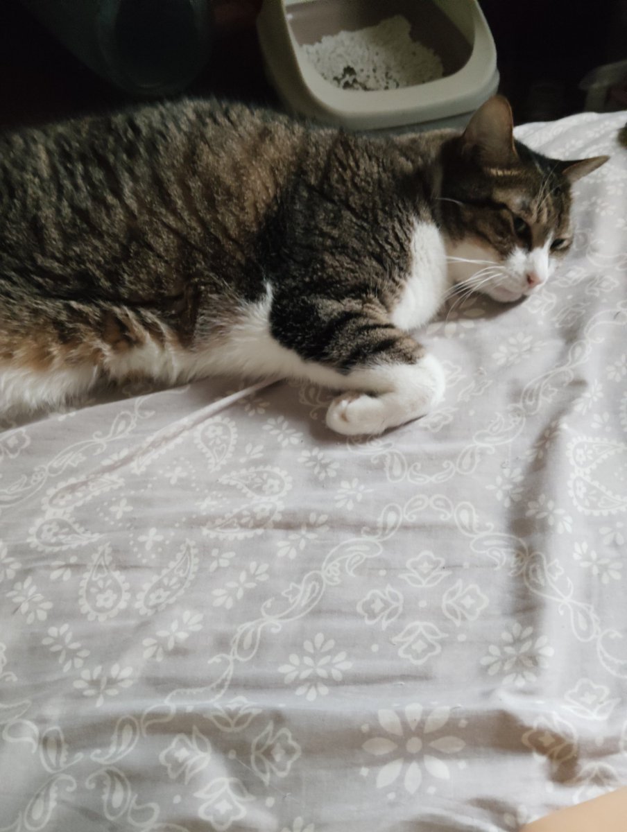 おはようございます😊
起きたら猫達に囲まれてた。
幸せを感じます。
#猫のいる幸せ