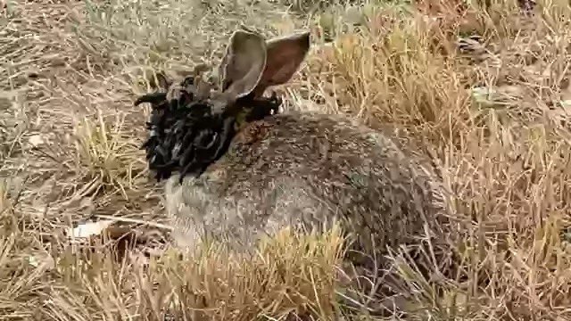 BREAKING; Experts Warn of Infected ‘Frankenstein’ Rabbits with Tentacles Invading the US.

These wild rabbits have been spotted hopping around with nightmarish facial growths across Fort Collins, Colorado.