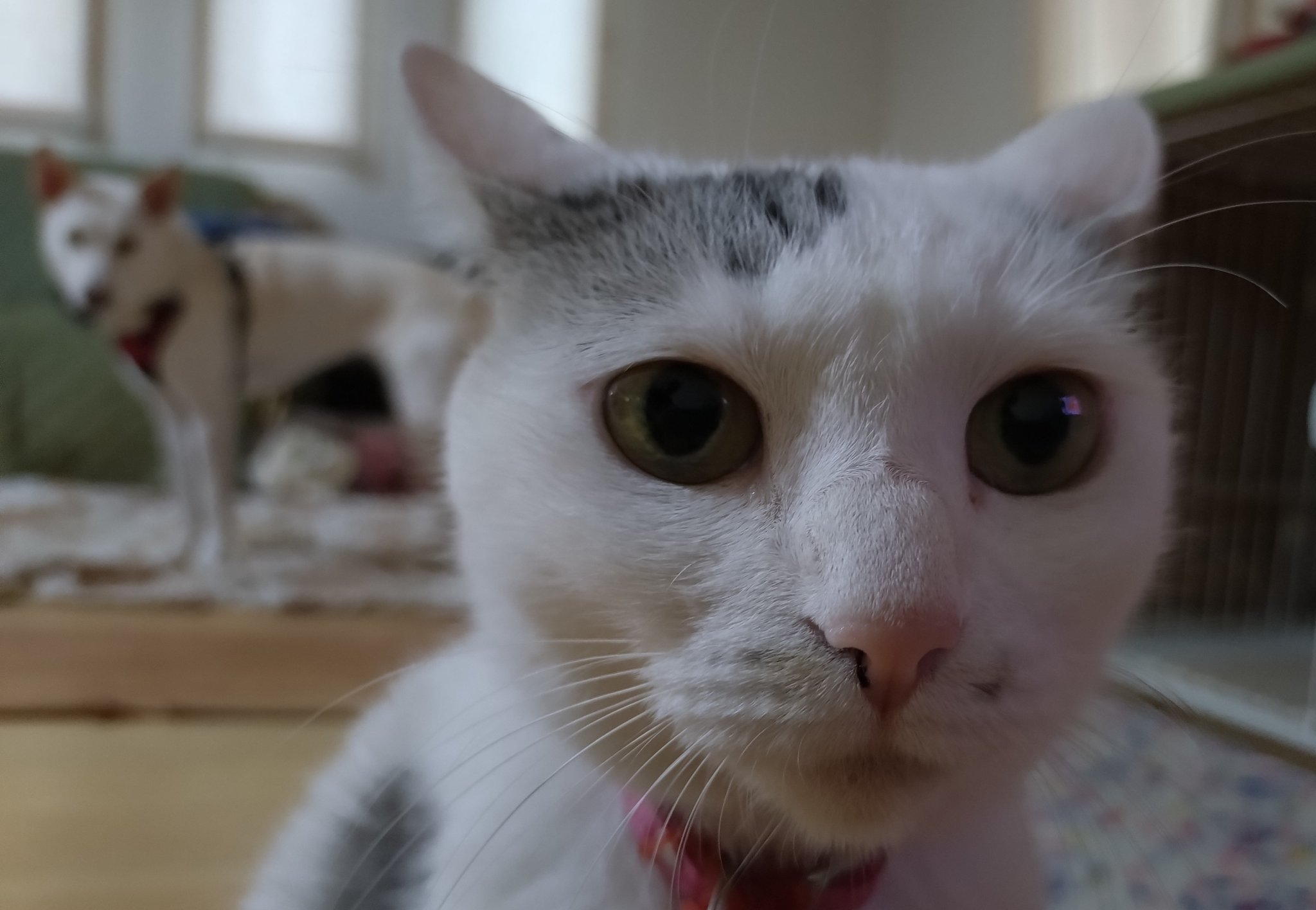 木山神社の招き猫 on X: 