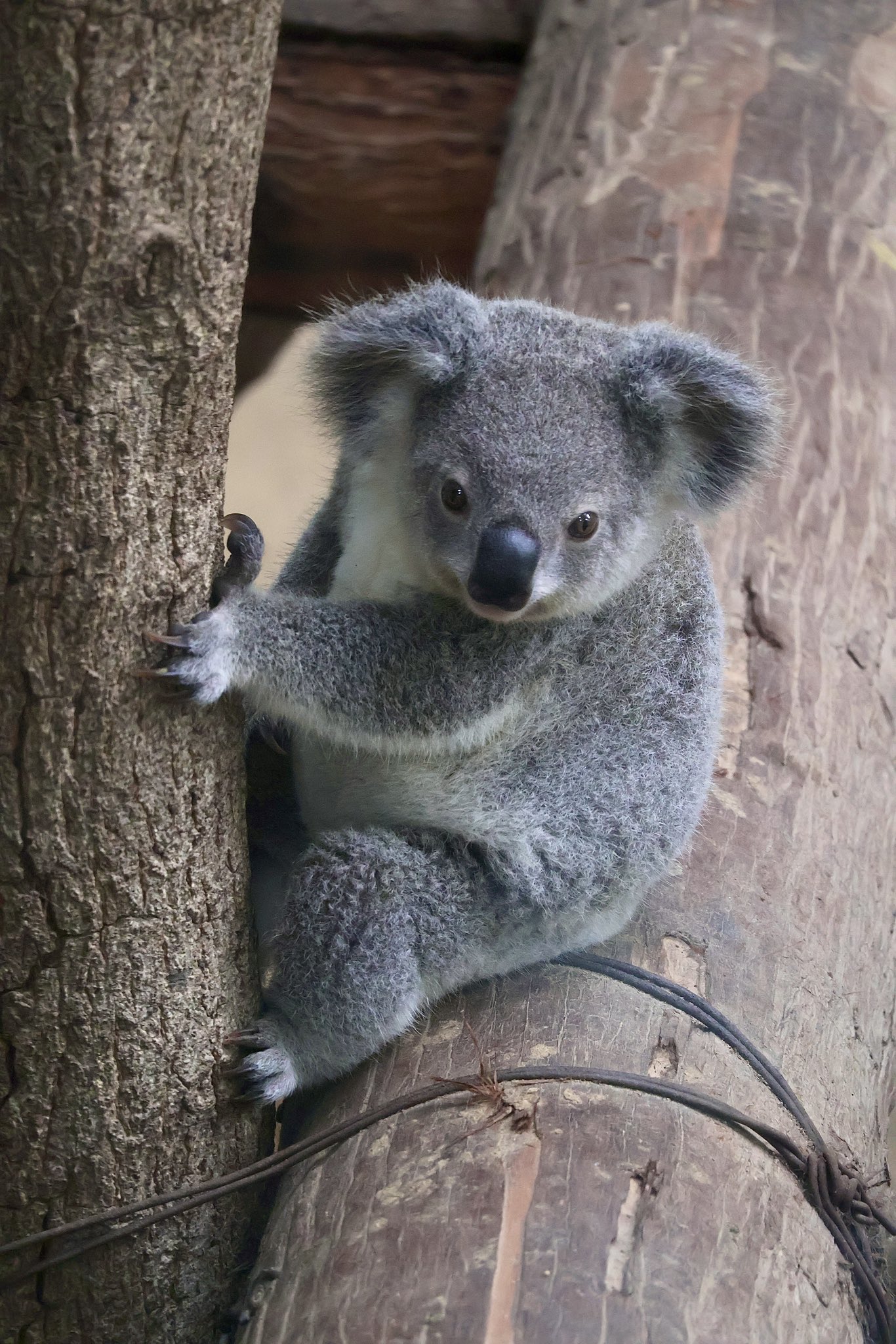 コアラ 🐨やしじゅん🐨コアラー(2025もコアラ年) | 素敵すぎる寝