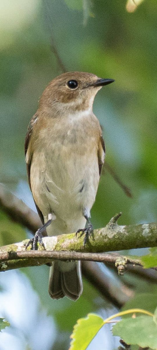 Today at feldy view cemetery West Mersea favouring NW corner,Dougal Urquhart found a pied flycatcher it showed all till 8pm,photos by, left one <a href="/merseabirder/">Andy Field</a> &amp; other 2 by  <a href="/_fivefootseven/">Jon W</a> 
     <a href="/EssexBirdNews/">EBwS Bird News</a>    .