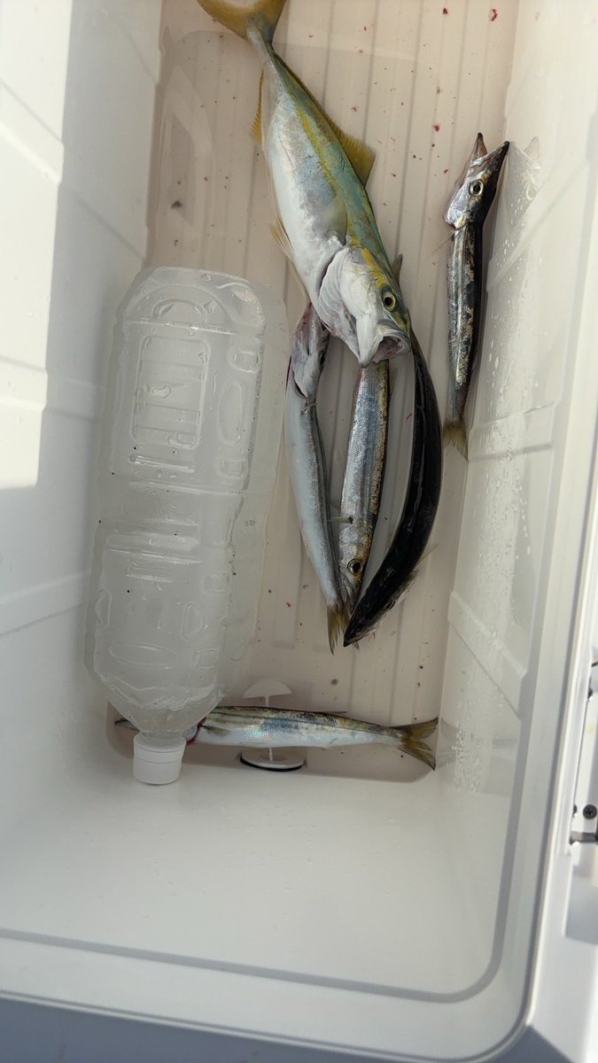 夏っぽい釣果！

ツバス3、カマス5、小アジ中サバたっぷり笑