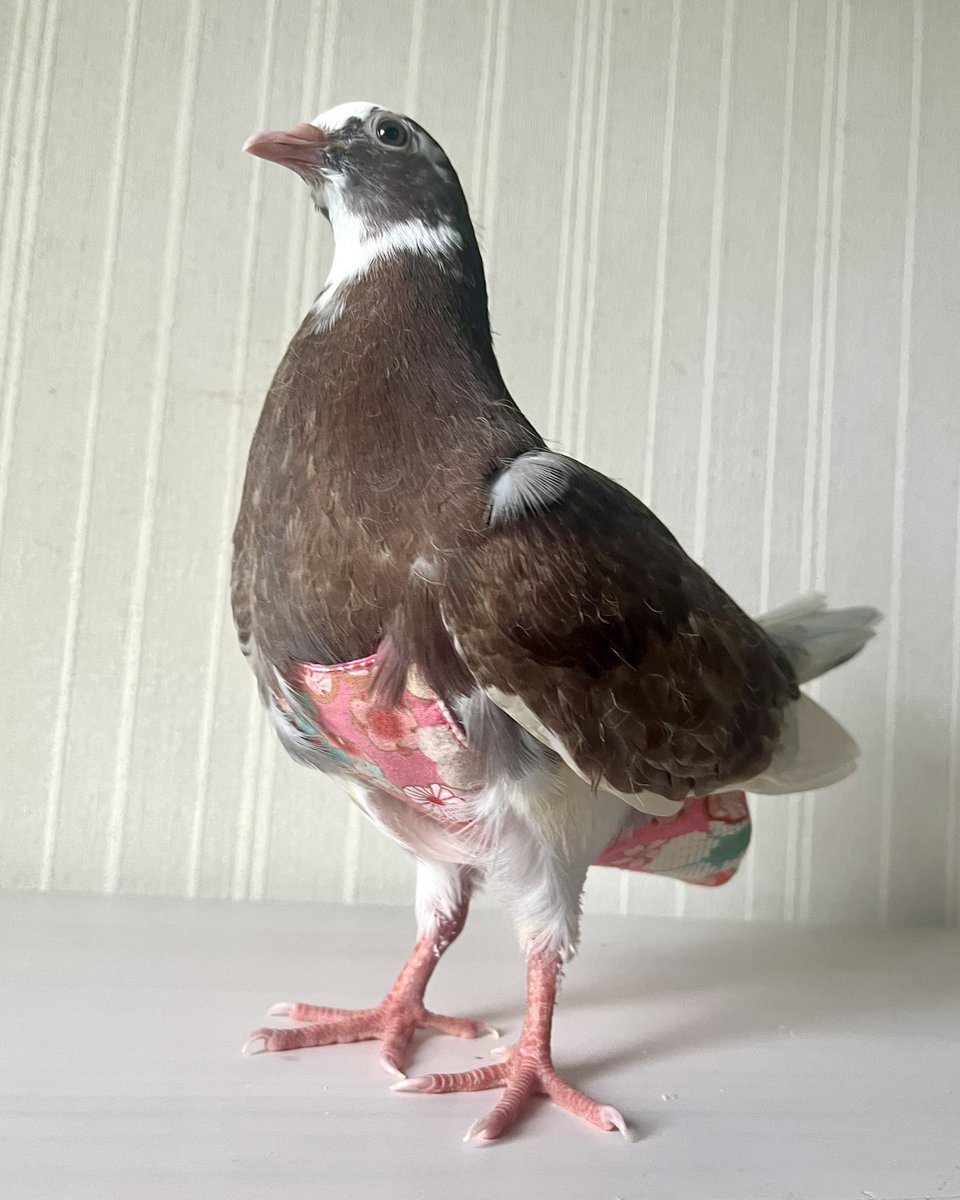 鳩◎ 71hfn2mfRXL._UF350,350_QL50_.jpg