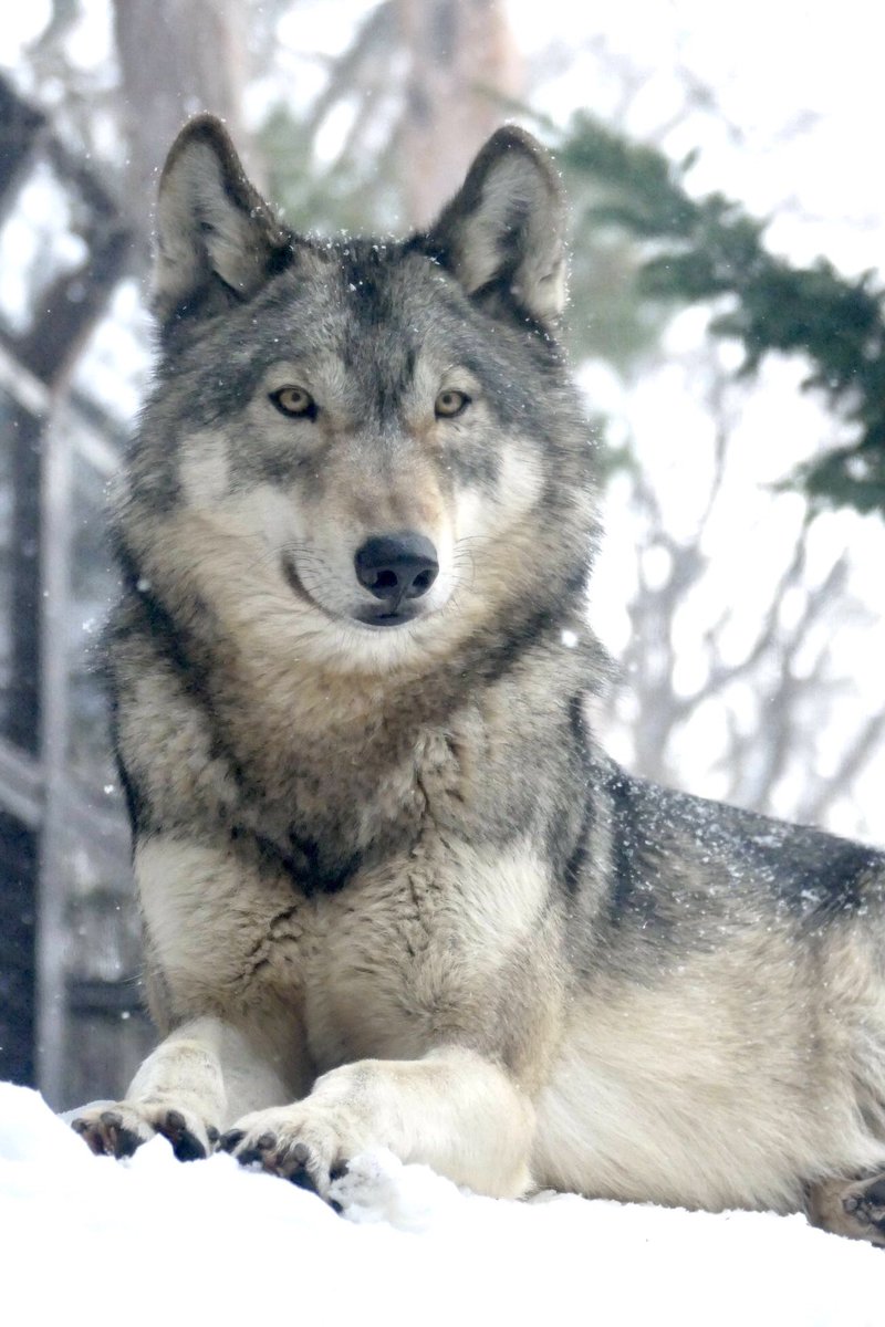 今日8月13日は #国際オオカミの日 🐾
#InternationalWolfDay ✨