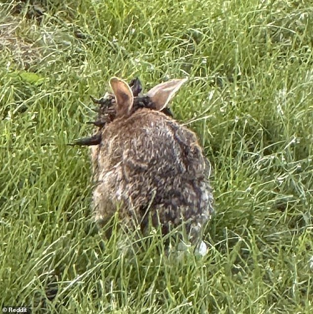 FearedBuck's tweet image. Rabbits in Colorado spotted with tentacle-like growths on their heads from rare virus