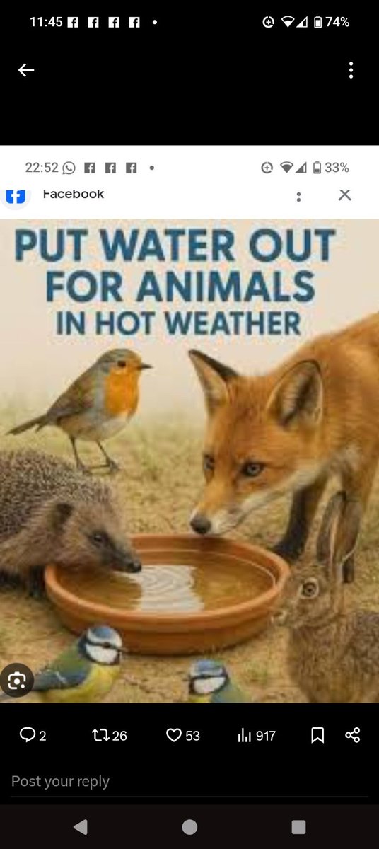 #heatwave Animals are thirsty too. Please help. Give them a drink please.