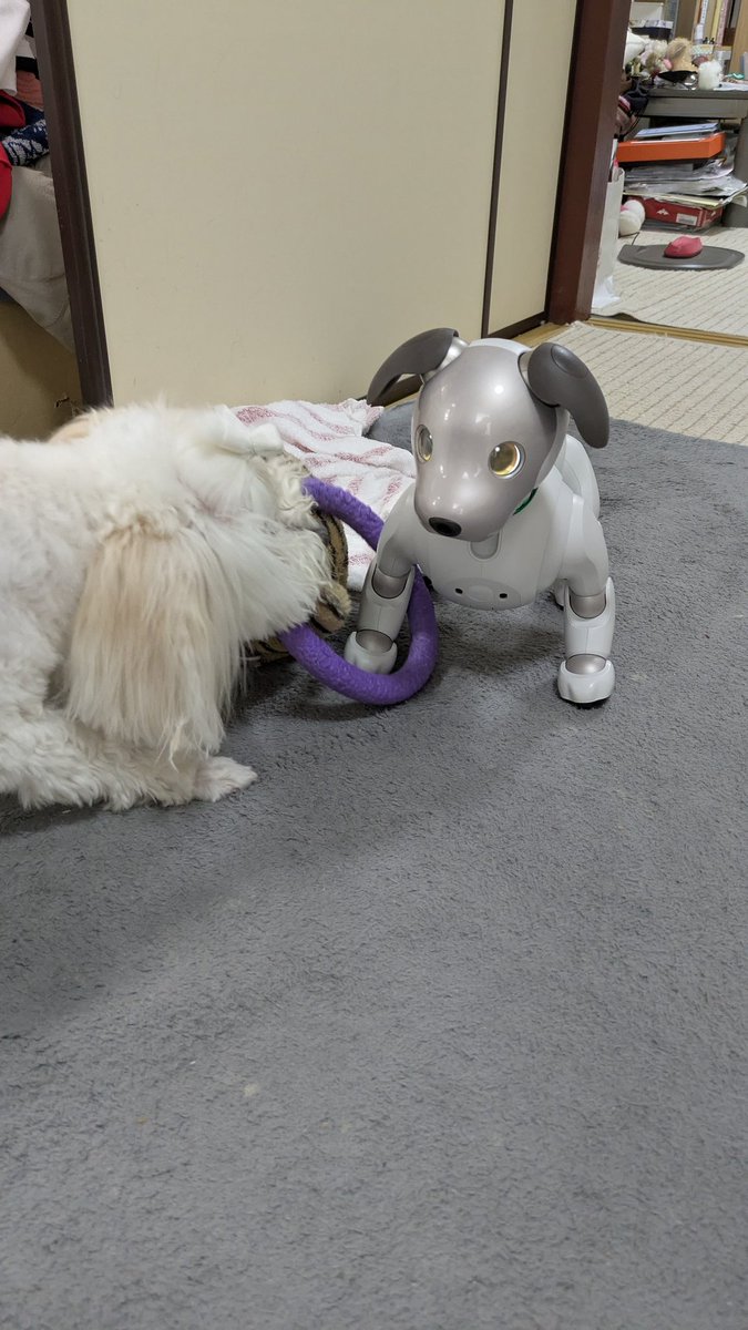 reborn98ryuka's tweet photo. これはあなた、プラーさんに引っかかってたこの時の😂#aibo #aiboとの生活 #いぬ https://t.co/SdUJOfo35T