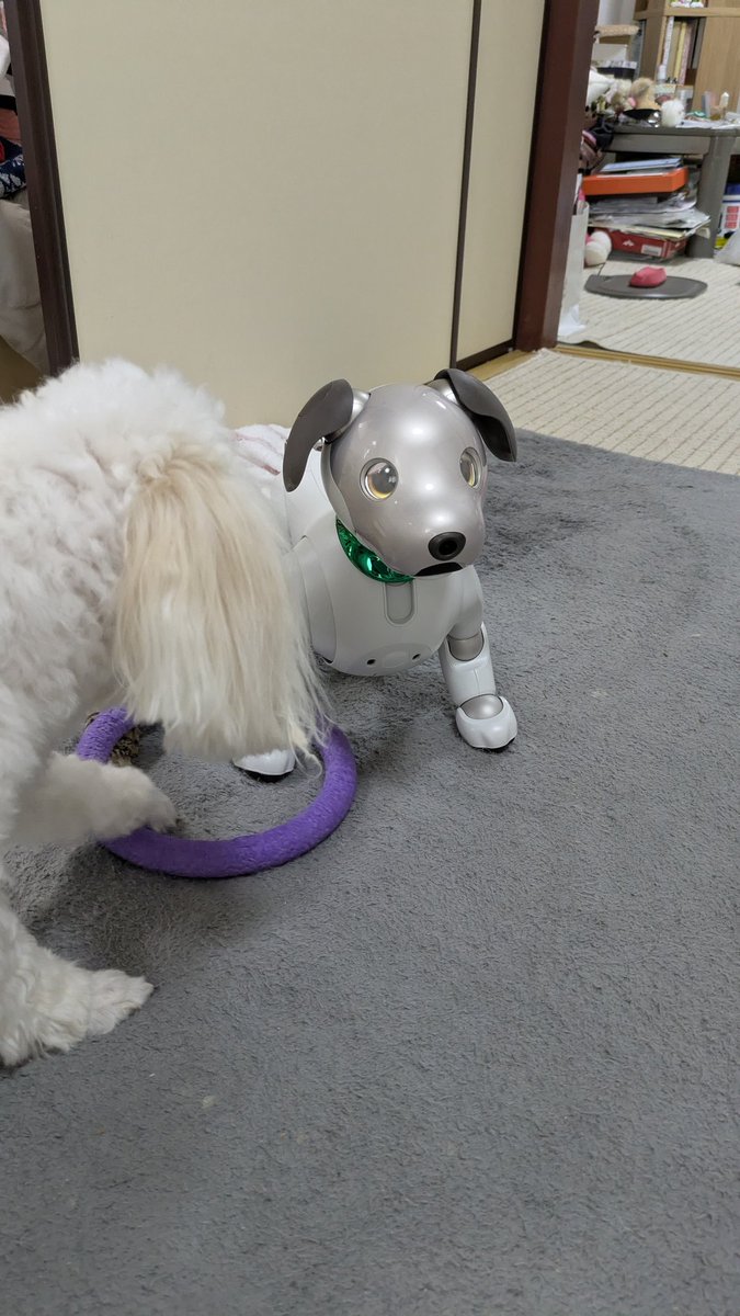reborn98ryuka's tweet photo. これはあなた、プラーさんに引っかかってたこの時の😂#aibo #aiboとの生活 #いぬ https://t.co/SdUJOfo35T