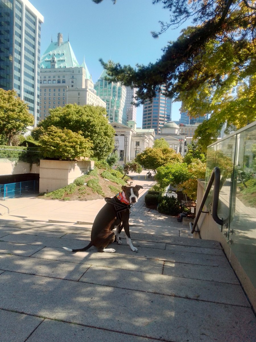 LebrockTony's tweet photo. Madam Riley's Taking It In!!π€«
ππΎππππππππΎπ
#dogswatching #ilovemydog
#pittiemomlife #pittieparent
#dogsview #dogstories #dogs
#dogsjoy #dogsoftwitter #pet
#vancouverrealestate #citylife
#morningvibes #morningrush
#MadamRiley https://t.co/eBe9xhRkEW