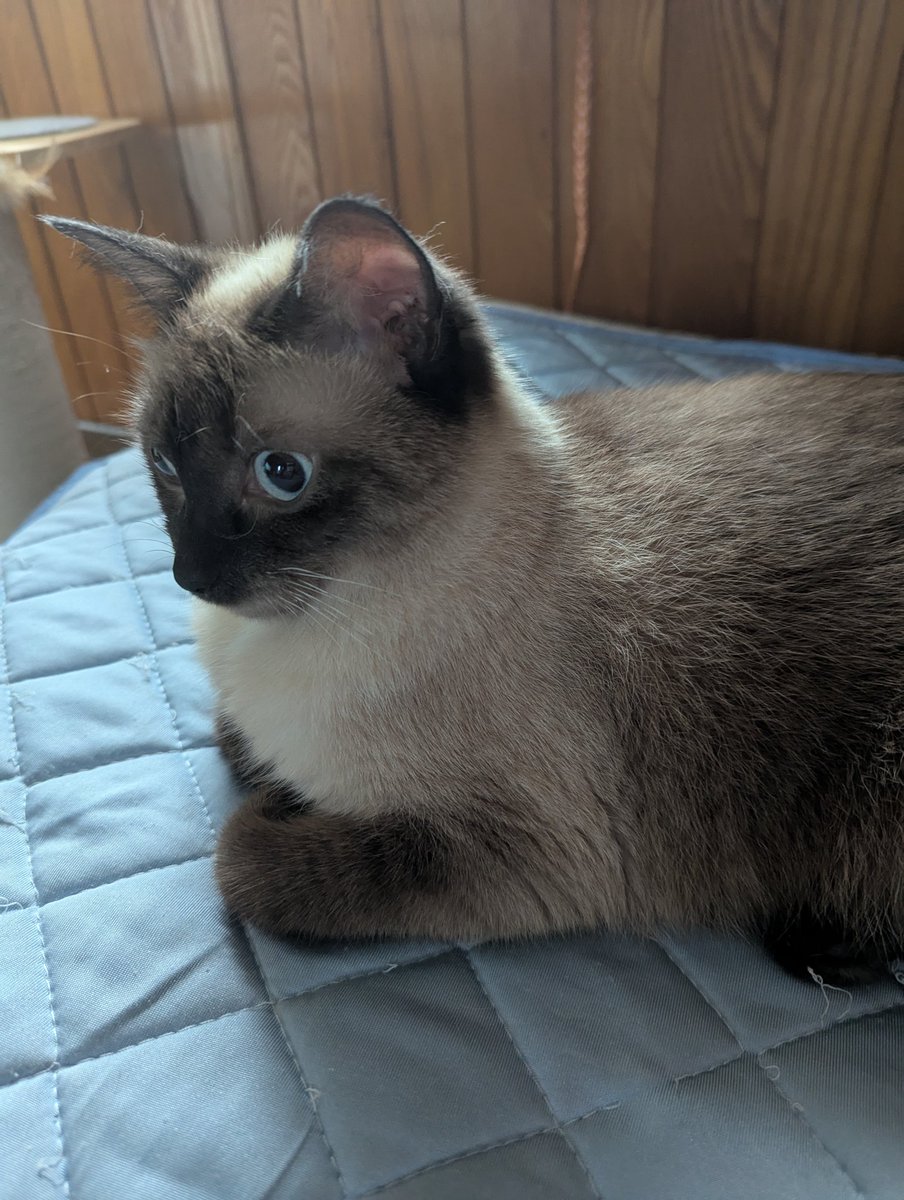 eloop_web's tweet image. 昨夜、3ヶ月ぶりに三男が帰省すると鳴きながら後を追い
膝の上に乗るという
お世話係の私たち夫婦には見せない行動に嫁が
「なんだぁ？若い男が良いのかぁ〜？雌出してんじゃねーよー」と切れてました😱🤣