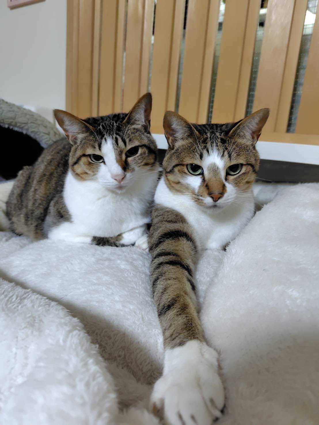 まるねこページ まるねこページ まるねこププと | 吉本ユータヌキ |本 | 通販