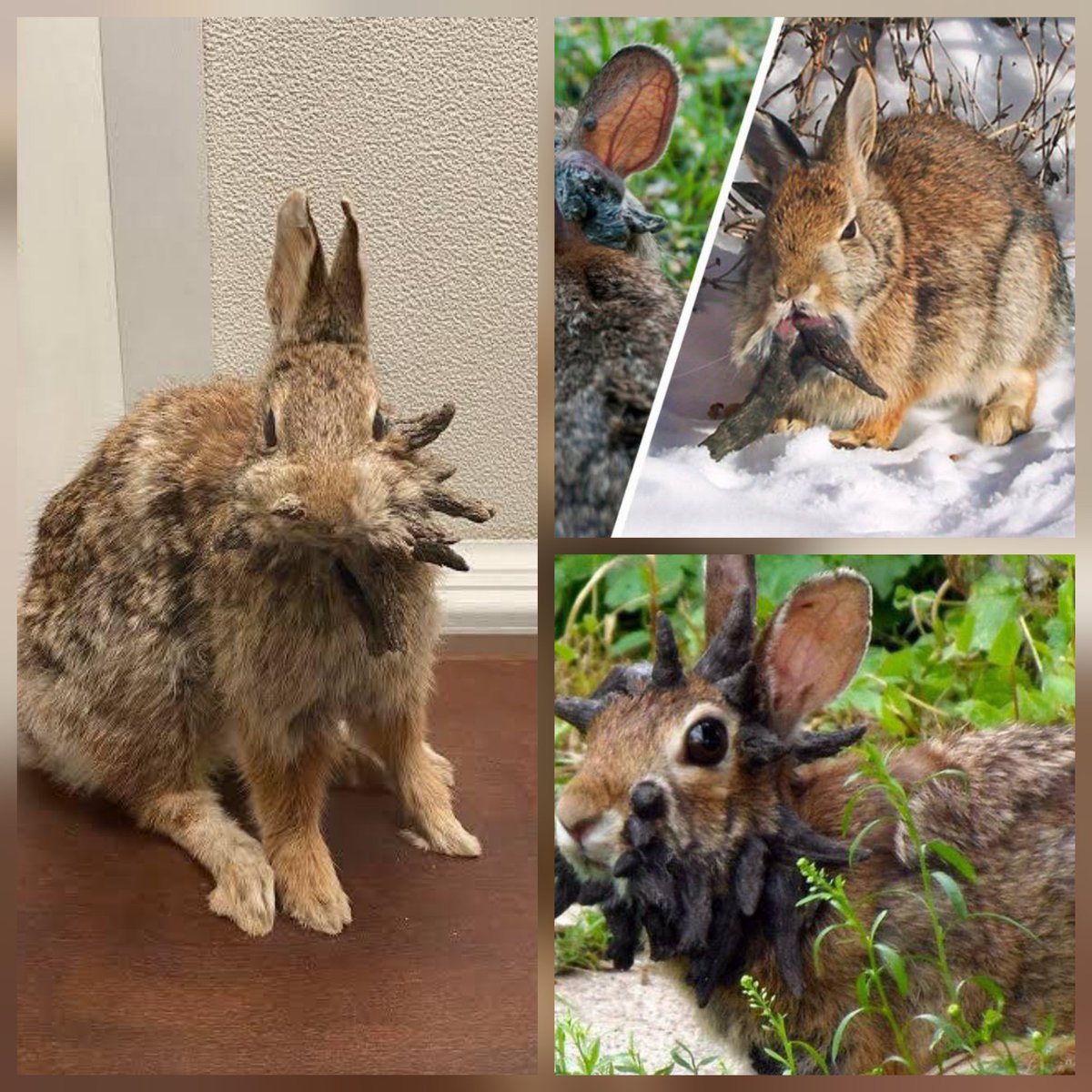 A bizarre virus is turning rabbits in the U.S. into grotesque, horned creatures with black, tentacle-like growths — and sightings are rising fast.

Known as the cottontail papilloma virus (CRPV) or Shope papilloma virus, it causes tumors to develop on or near the rabbits’ heads.