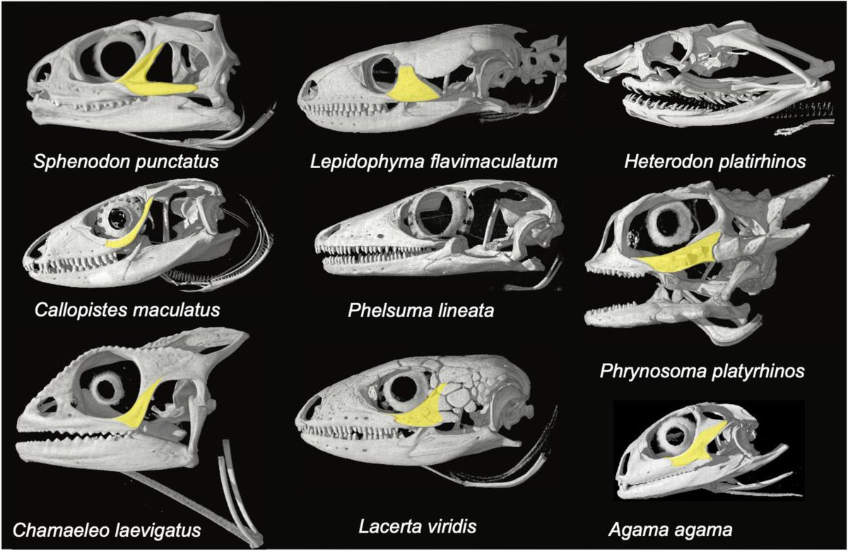 Chase Brownstein (@chasebrownstein) on Twitter photo Pleased to announce that our second pass analysis of †Cryptovaranoides is out <a href="/eLife/">eLife - the journal</a>! In it, we provide more evidence that this taxon is not a squamate, and challenge the referral of isolated bones to the hypodigm
elifesciences.org/reviewed-prepr…
#science #paleontology Pleased to announce that our second pass analysis of †Cryptovaranoides is out <a href="/eLife/">eLife - the journal</a>! In it, we provide more evidence that this taxon is not a squamate, and challenge the referral of isolated bones to the hypodigm
elifesciences.org/reviewed-prepr…
#science #paleontology