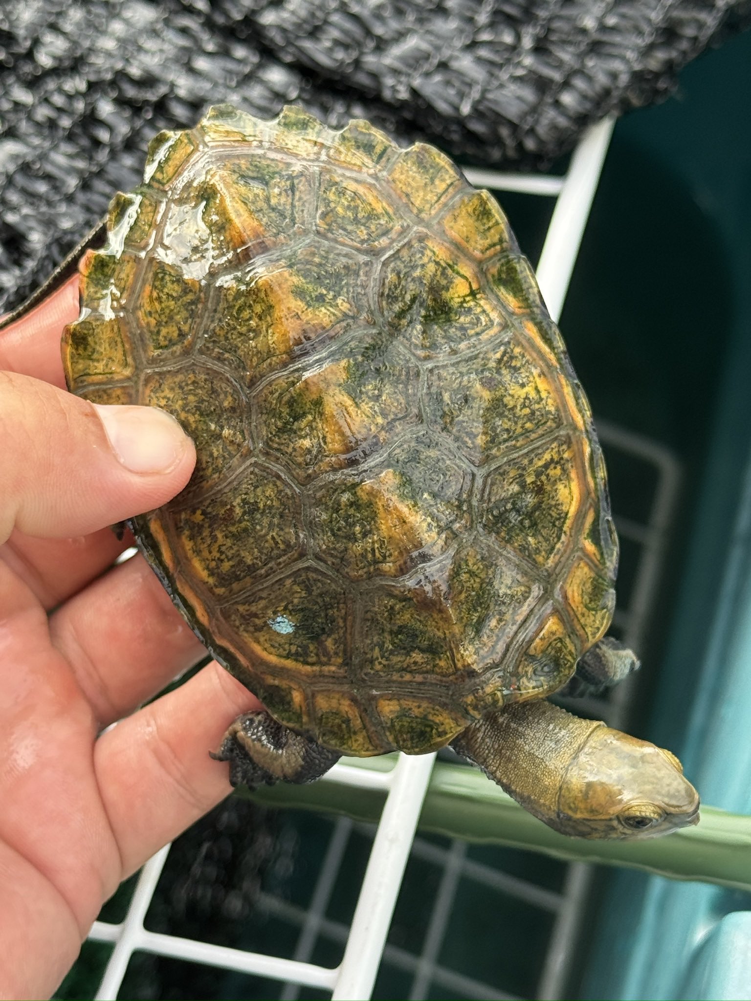 ⭐︎カメ⭐︎ Amazon.co.jp: BACALYSO | 動物惑星 五周年 限定版 カメ 亀