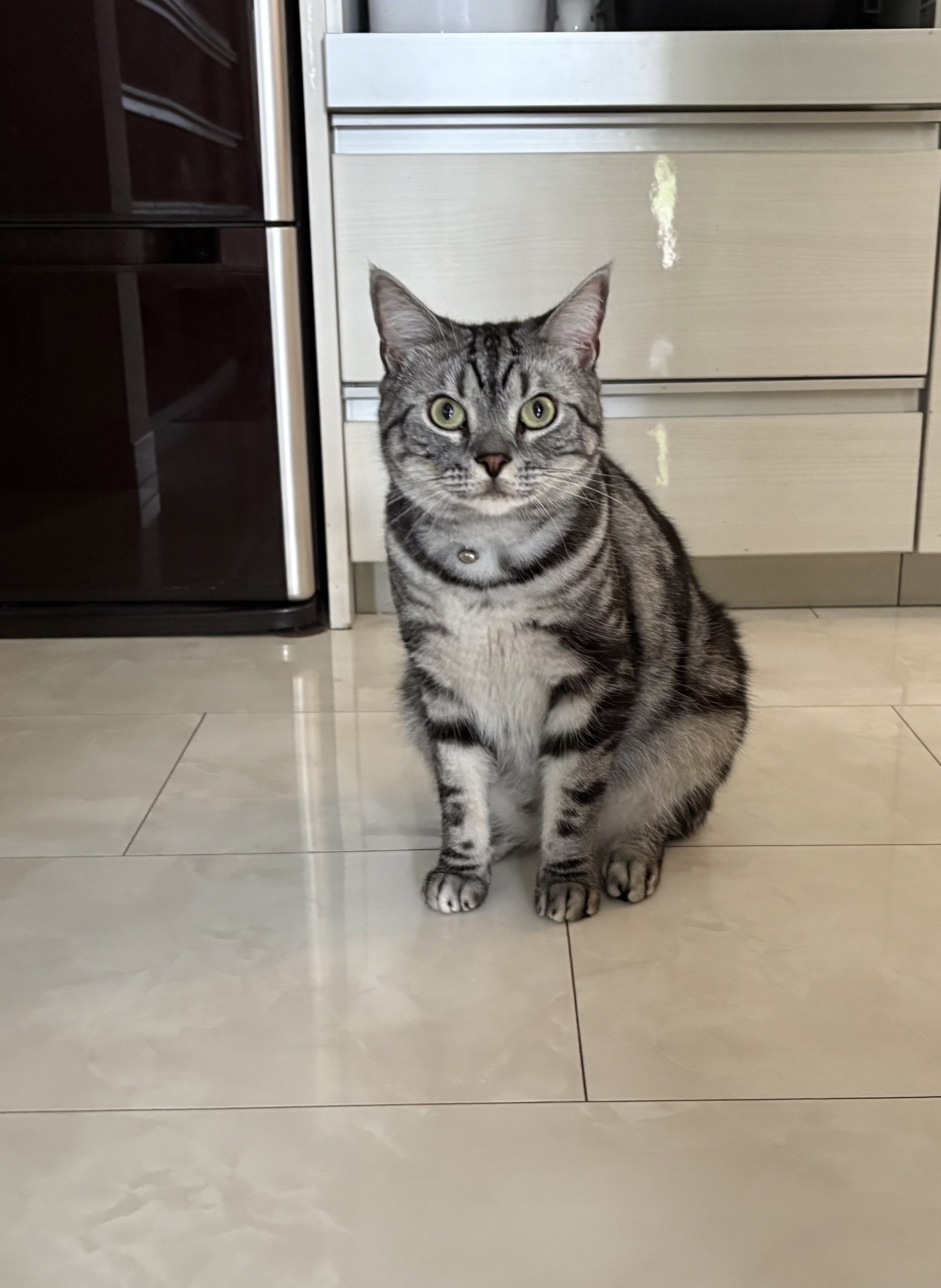 猫ちゃん 楽天市場】デジレクト しっぽふりふり あまえんぼうねこちゃん