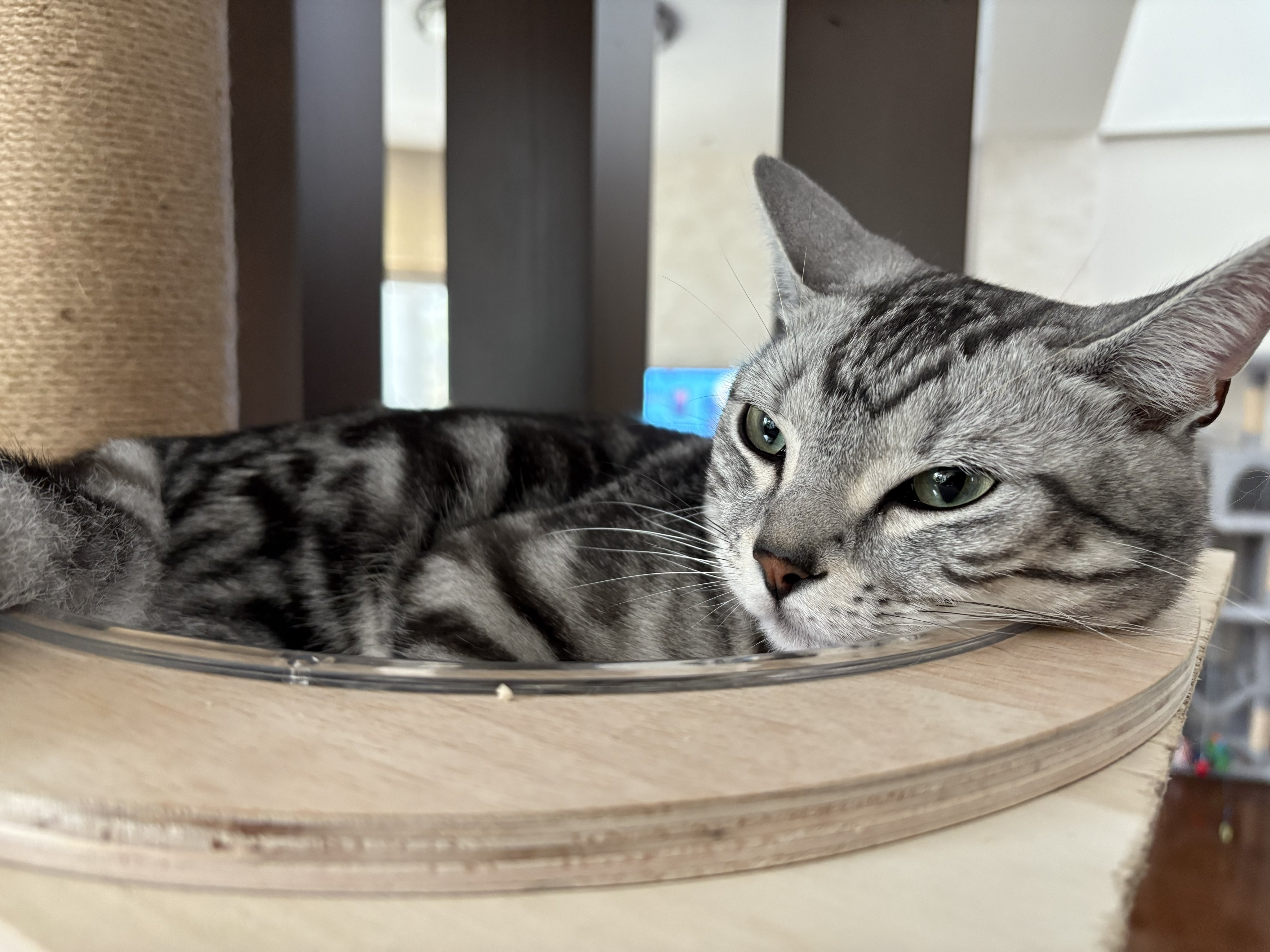 ねこ@ mqdefault.jpg