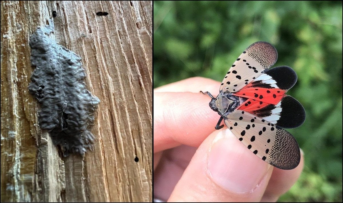 WDCGardener's tweet photo. Read our Spotted Lanternfly Update in the July-August 2025 issue of Washington Gardener Magazine.
See https://t.co/Tct4WcnZOj #gardendc #insects #invsp #DMV #spottedlanternfly https://t.co/tbZA70IQ4J