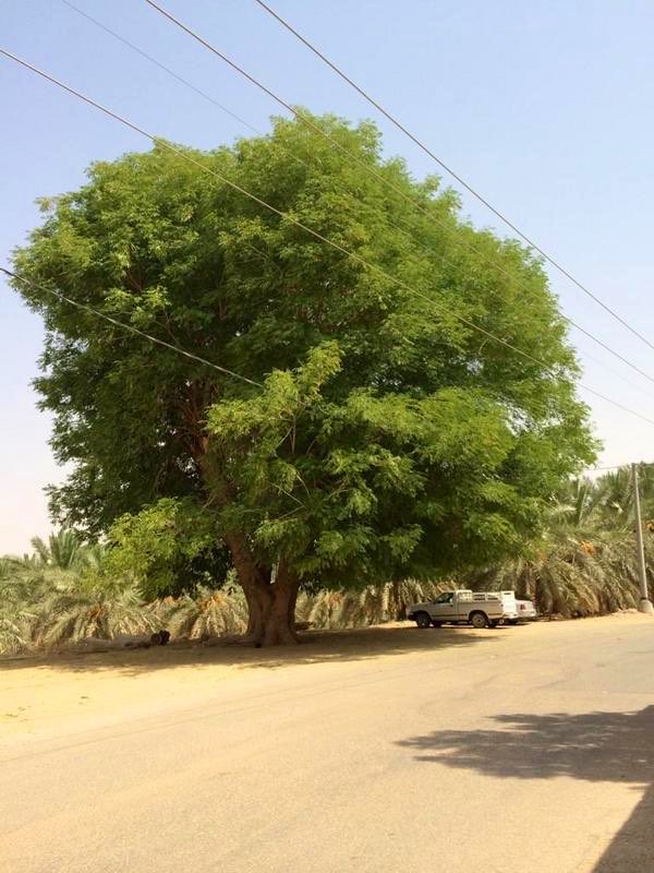 عبدالكريم الناجم tweet media