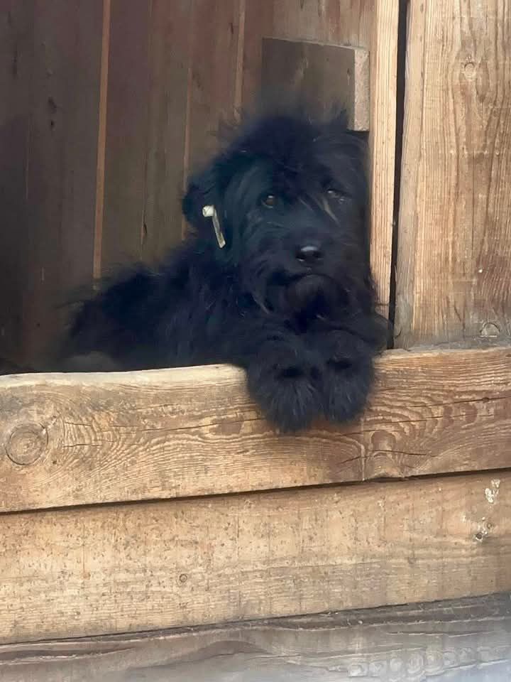 Россия!🆘 Все города!  
Малышу очень, очень плохо в приюте. Плачет💔
Миру 1,5 года, здоров, привит и кастрирован. Добрый, умный, абсолютно лишен агрессии. 
Не крупный, у него мягкая черная шубка.
Живет в 10-м вольере в приюте "Ананда", Улан-Уде, Бурятия, номер бирки 10956
 ⤵️