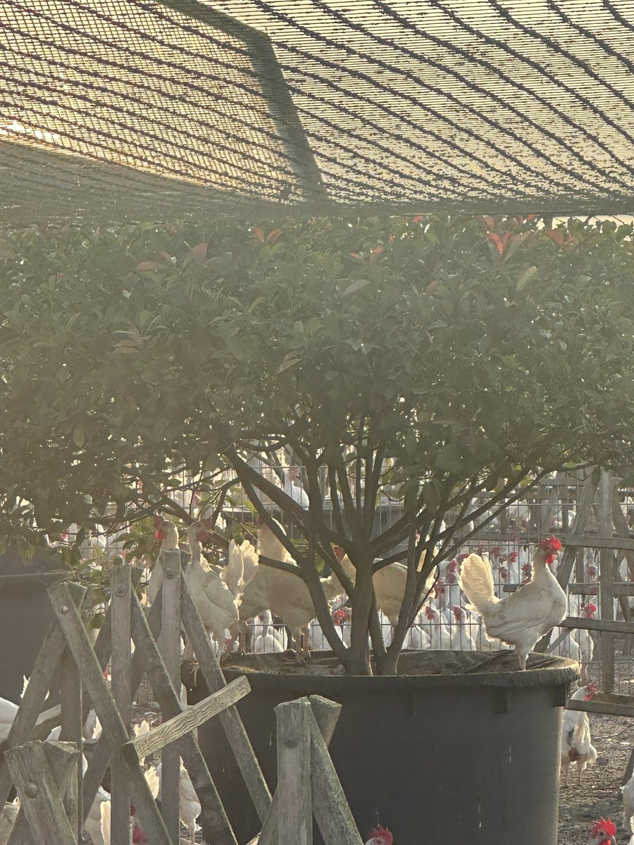 Ruud Zanders tweet media