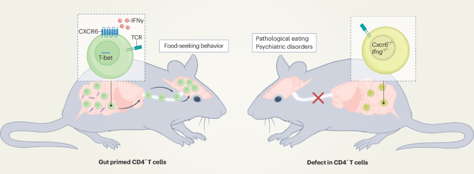 Waggoner Lab (@labwaggoner) on Twitter photo N&V <a href="/NatImmunol/">Nature Immunology</a> <a href="/EmanuelaPasciu1/">Emanuela Pasciuto</a>
CD4+ T cells migrate from the gut and adipose tissue to the brain parenchyma, in mouse and human, transmitting information on diet and microbiome to the subfornical organ, altering feeding behavior
nature.com/articles/s4159…
nature.com/articles/s4158… N&V <a href="/NatImmunol/">Nature Immunology</a> <a href="/EmanuelaPasciu1/">Emanuela Pasciuto</a>
CD4+ T cells migrate from the gut and adipose tissue to the brain parenchyma, in mouse and human, transmitting information on diet and microbiome to the subfornical organ, altering feeding behavior
nature.com/articles/s4159…
nature.com/articles/s4158…