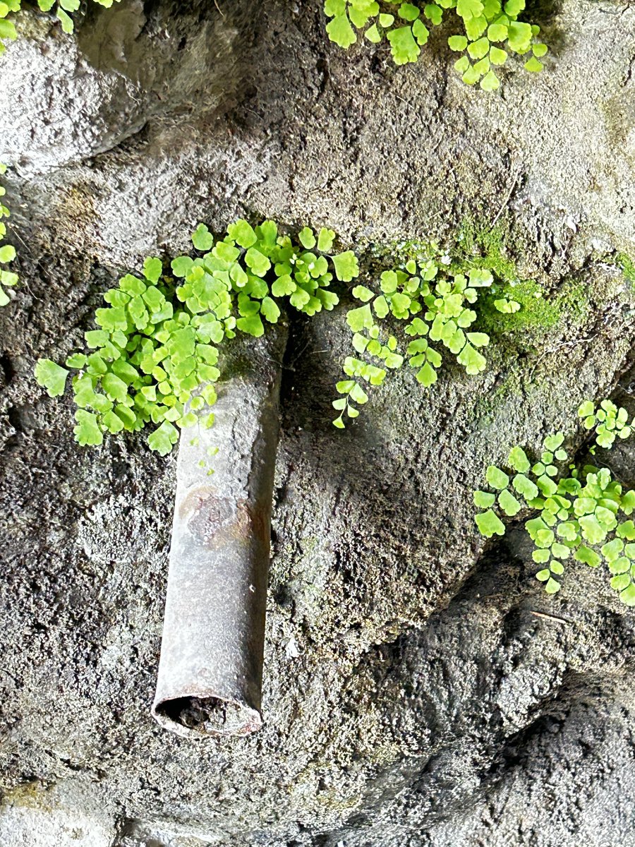 Los helechos callejeros