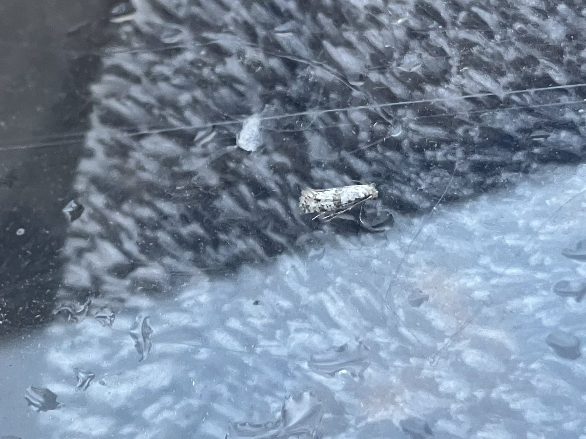 Hi <a href="/MOTHIDUK/">UK Moth Identification</a> Four moths for help with please.
1. Hopefully not an LBA
2. ?
3 Hopefully not a caddisfly😬
4. Hope there’s enough detail