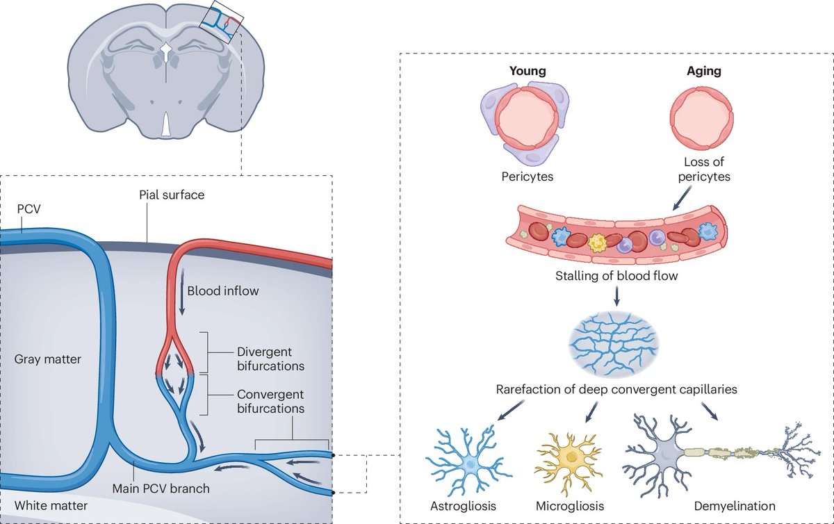 Allen Institute tweet media