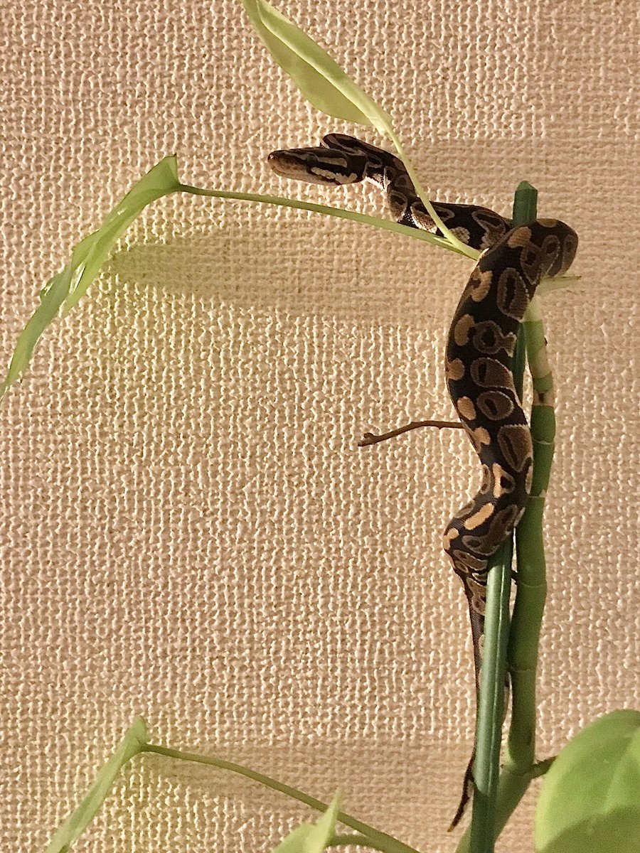 REARFANG tweet media