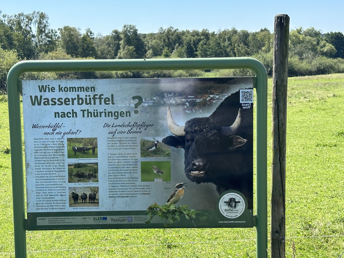 BrandnerSt's tweet photo. 😳Was gibt's nicht alles so im #Wahlkreis193 (Gera-Greiz-AltenburgerLand):
Hier in #Struth zB Wasserbüffel...🐃🥰
#Brandnerunterwegs🚙
#AfD🇩🇪
#wirhabendasDirektmandat👍
#WK193
#Berlin #Bundestag #Brandner https://t.co/6XrZVbdtk6