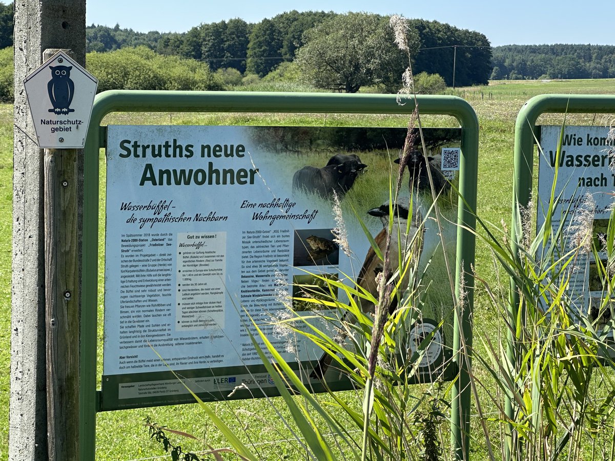 BrandnerSt's tweet photo. 😳Was gibt's nicht alles so im #Wahlkreis193 (Gera-Greiz-AltenburgerLand):
Hier in #Struth zB Wasserbüffel...🐃🥰
#Brandnerunterwegs🚙
#AfD🇩🇪
#wirhabendasDirektmandat👍
#WK193
#Berlin #Bundestag #Brandner https://t.co/6XrZVbdtk6