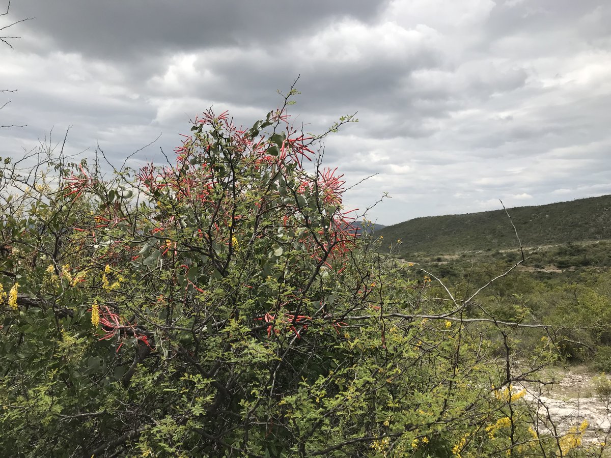 New accepted MS "Genome-wide SNPs data and past distribution models reveal genetic admixture and isolation in the range-restricted Psittacanthus auriculatus mistletoe species" academic.oup.com/pcp/article-ab…