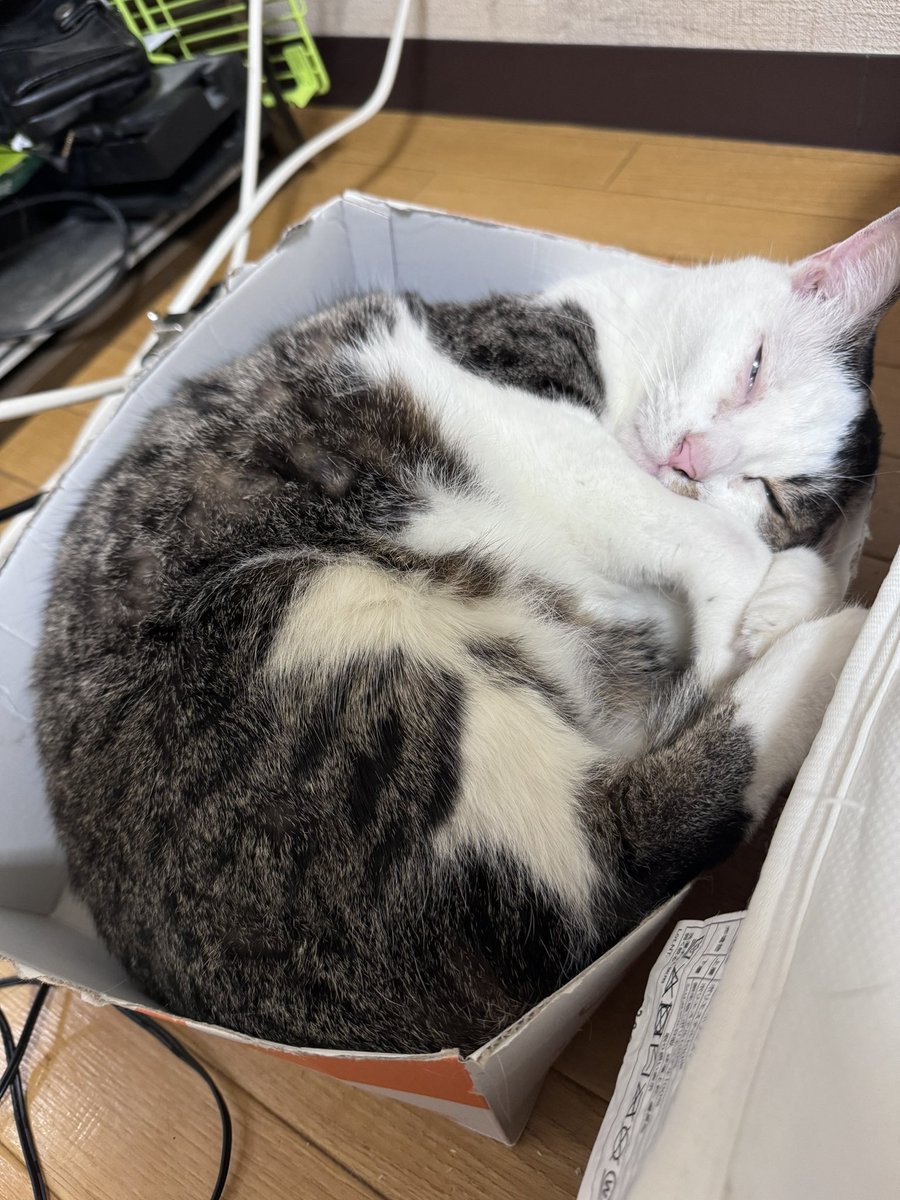 mamepupuson's tweet photo. 色んなことチャレンジしてて全然時間が無さすぎるけど生きてます`,､('∀`) '`,､
色々店から買ってきたり段ボールとか置いて入るか試してたけど入らんくて
Amazonでもらえる猫ちゃんおやつセットの段ボールなんか気に入ってるぽかったから置いてたらこれ
可愛すぎて癒しでしかない😭 https://t.co/faFMEwE7eS