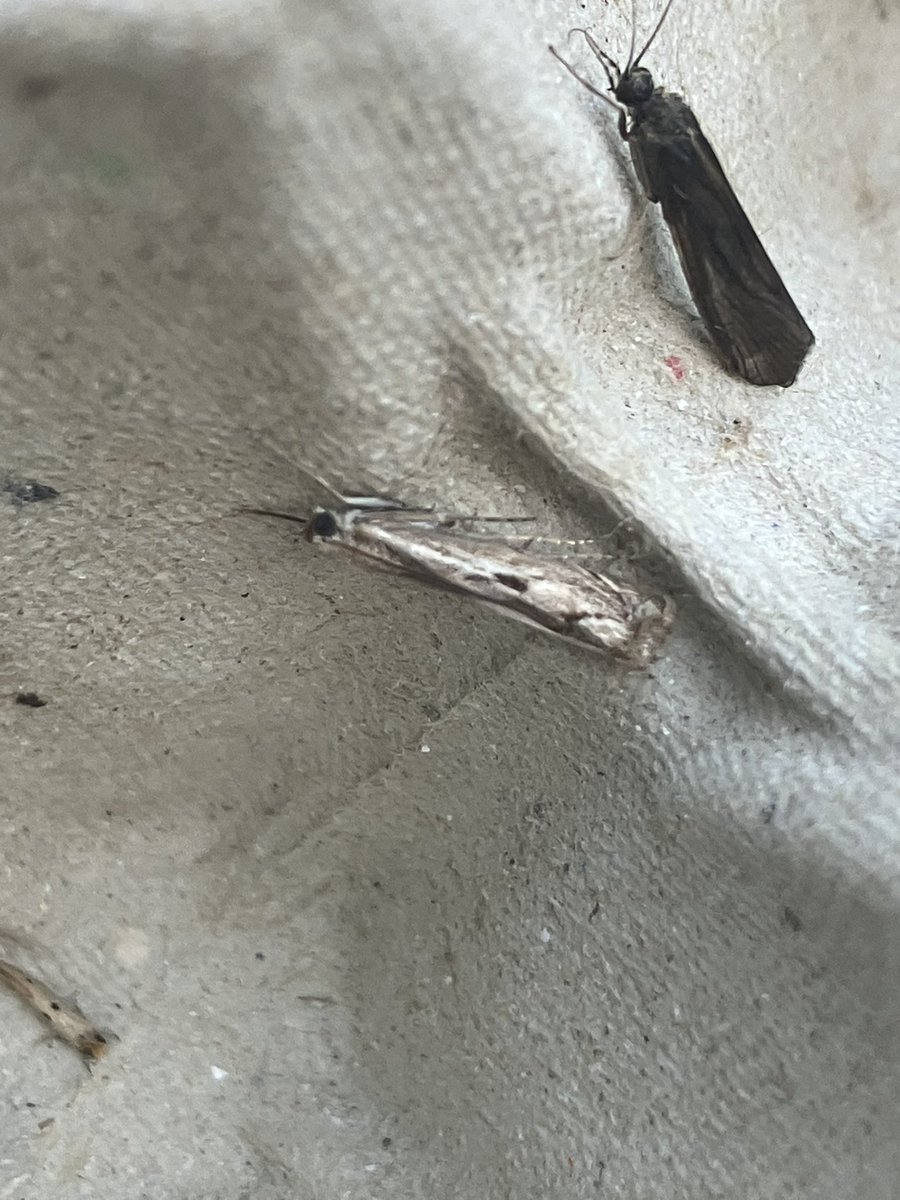 Hi <a href="/MOTHIDUK/">UK Moth Identification</a> and just this one. I’m thinking it’s A genicula