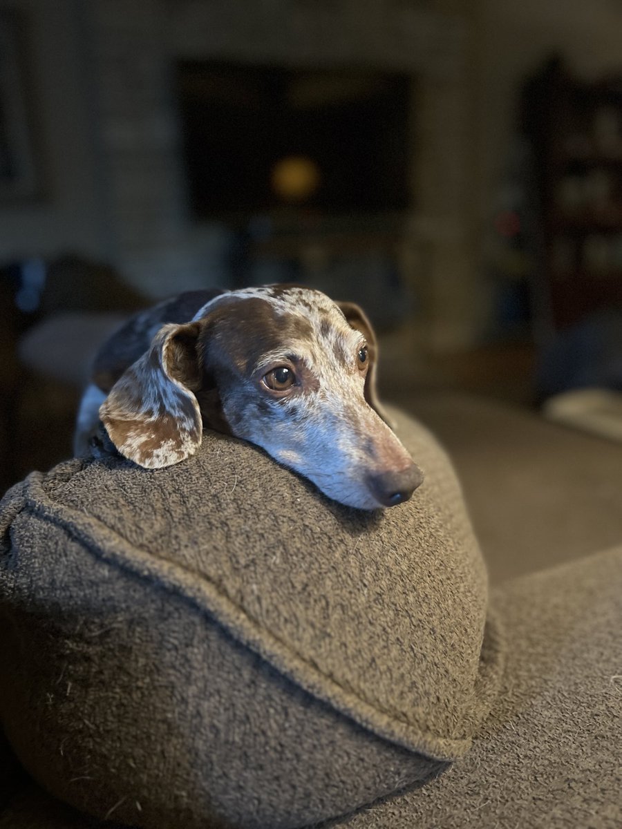 Biscuit the Dachshund needs a new home. 

Without chickens 😑