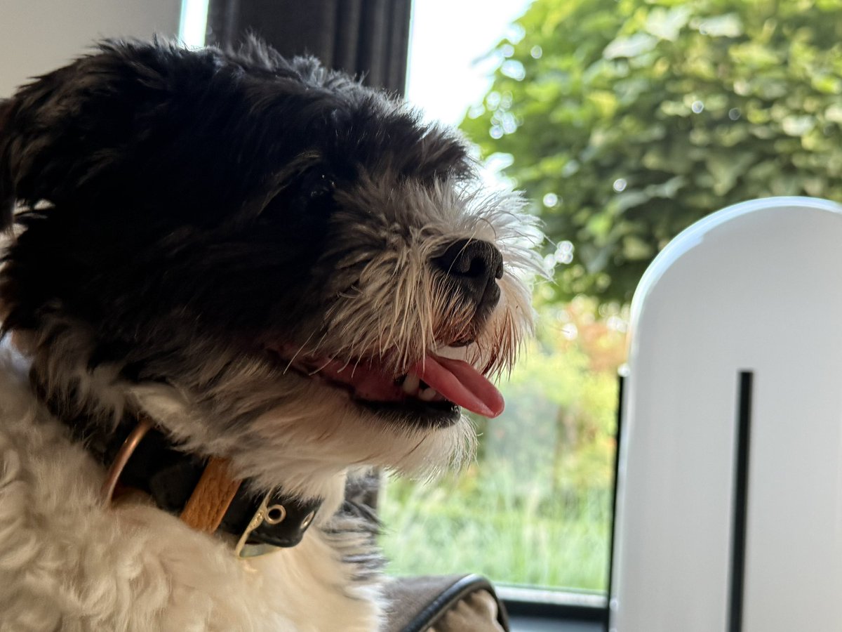 Dutchcat17's tweet image. Late entry for #tongueouttuesday 
🐾🐾