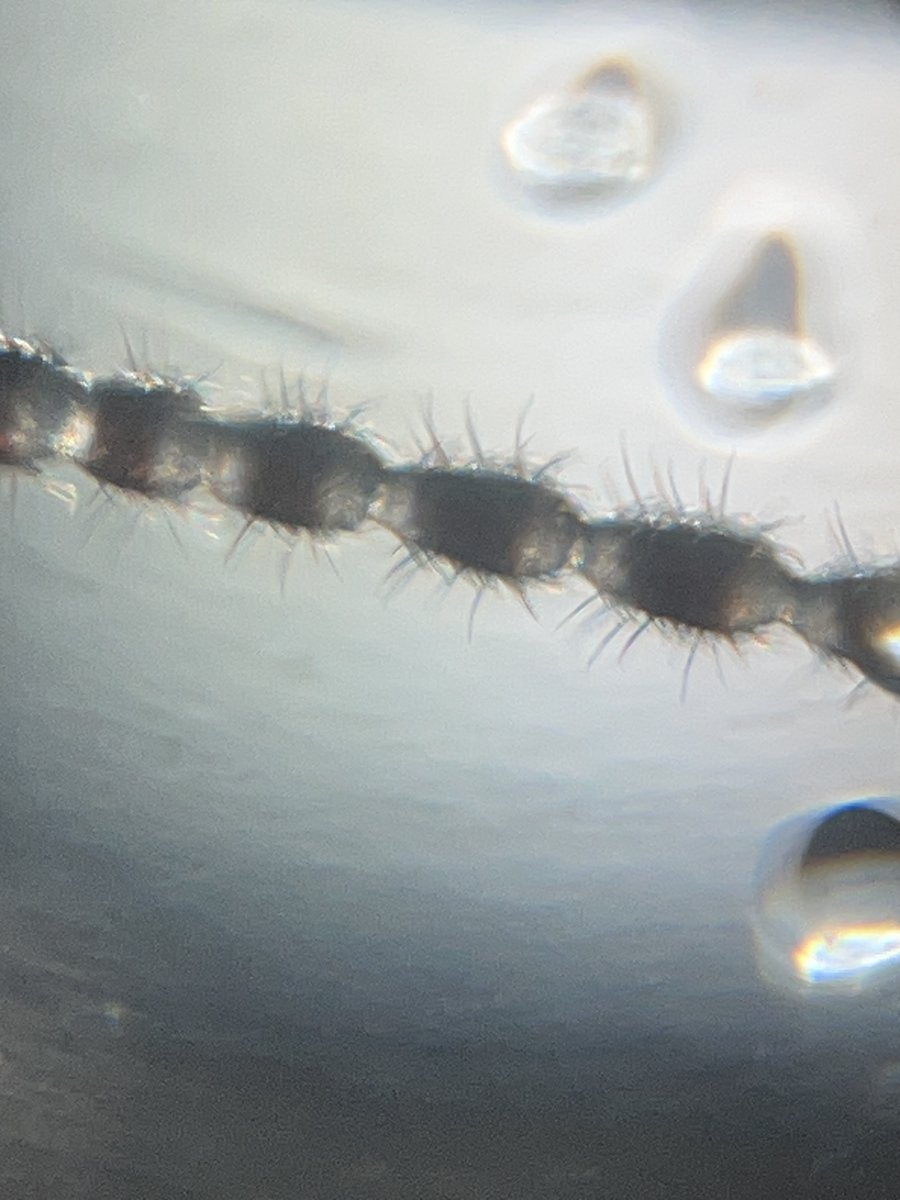 hollyastuart's tweet image. Adventures In Microscopy: Earwigs!

This guy crawled out of a sample &amp;amp; ran around on my petri dish! I grabbed my tweezers &amp;amp; put him on a slide (not so easy - he was fast!!).

Images &amp;amp; videos captured w /a Foldscope 2.0 &amp;amp; 50X lens. Enjoy!
#FearlessMicroscopy #STEAM #ScienceIsCool