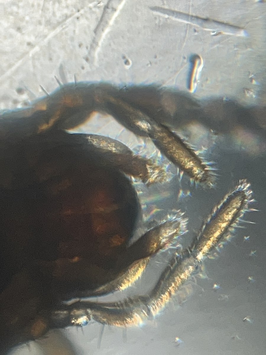 hollyastuart's tweet image. Adventures In Microscopy: Earwigs!

This guy crawled out of a sample &amp;amp; ran around on my petri dish! I grabbed my tweezers &amp;amp; put him on a slide (not so easy - he was fast!!).

Images &amp;amp; videos captured w /a Foldscope 2.0 &amp;amp; 50X lens. Enjoy!
#FearlessMicroscopy #STEAM #ScienceIsCool