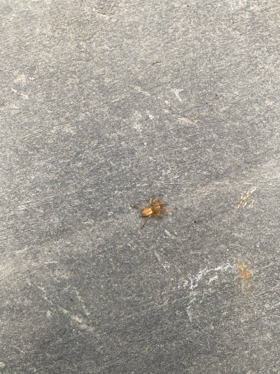 d_maffia's tweet photo. @AldiUK hi Aldi, this isn’t the middle aisle joy that I’m used to 😂 a woodlouse spider came home with me today in my fresh vine tomatoes from your Ulverston store. I’ve called him Mike and he’s now off to eat woodlouse. Viva La Mike!!!! https://t.co/1OHiZzLItA