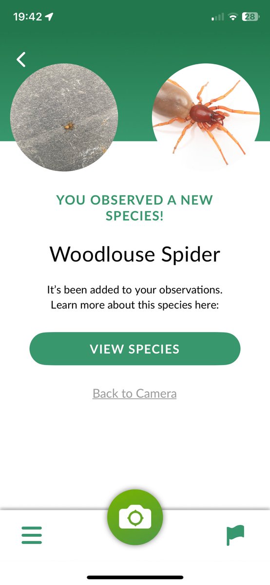 d_maffia's tweet photo. @AldiUK hi Aldi, this isn’t the middle aisle joy that I’m used to 😂 a woodlouse spider came home with me today in my fresh vine tomatoes from your Ulverston store. I’ve called him Mike and he’s now off to eat woodlouse. Viva La Mike!!!! https://t.co/1OHiZzLItA