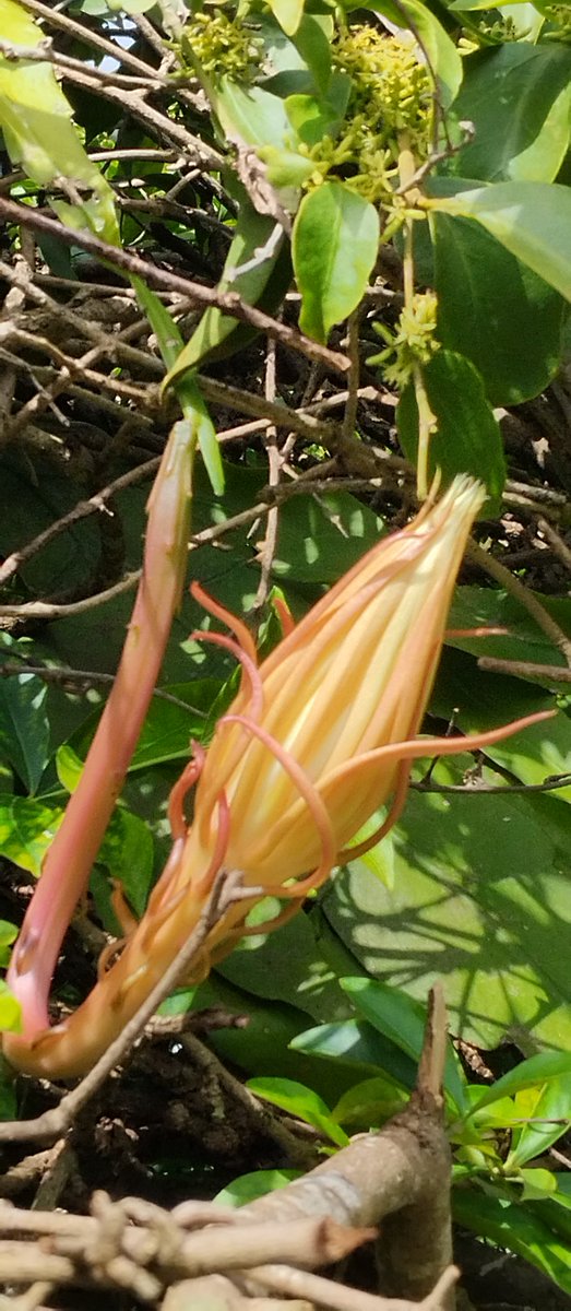 ramonsuarez3's tweet photo. #12Ago "La dama de la noche" . 4 flores maravillosas nos sorprende esta maravilla de la naturaleza. Escondida en lo más alto y protegida por las ramas. Pero no nos hemos perdido el espectáculo. Falta una flor por abrír y eso será esta noche. Que bendición!!! #Botanica #Epiphyllum https://t.co/LtmbSEaCEQ