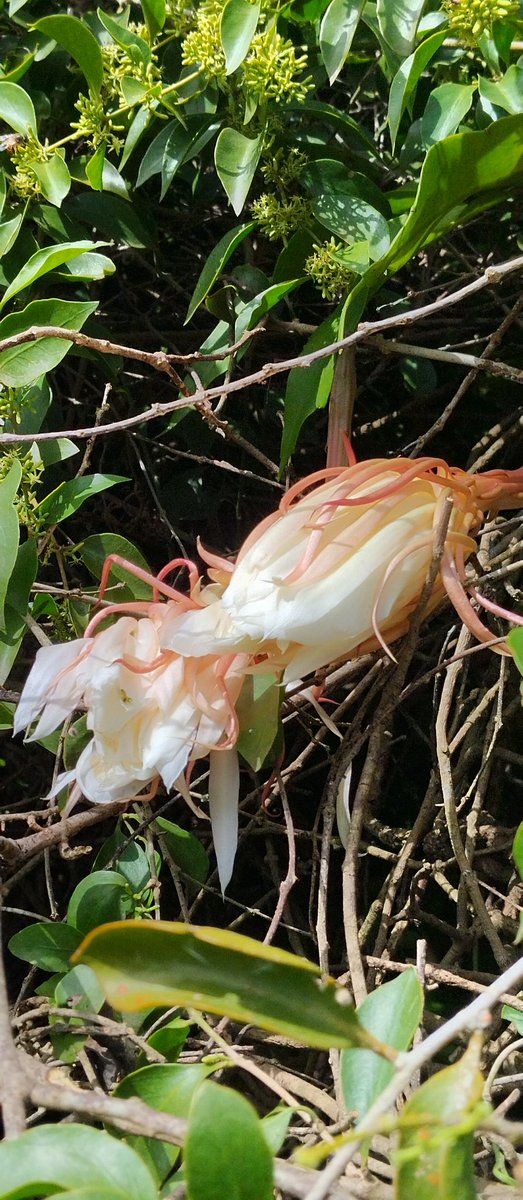 ramonsuarez3's tweet photo. #12Ago "La dama de la noche" . 4 flores maravillosas nos sorprende esta maravilla de la naturaleza. Escondida en lo más alto y protegida por las ramas. Pero no nos hemos perdido el espectáculo. Falta una flor por abrír y eso será esta noche. Que bendición!!! #Botanica #Epiphyllum https://t.co/LtmbSEaCEQ