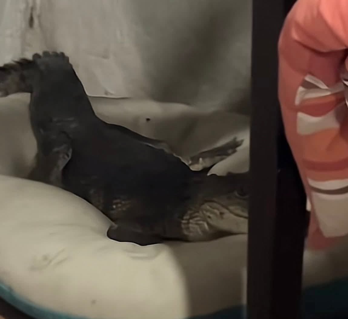 emmatorressoy's tweet image. #PorSiNoLoViste ¿Qué harías si una noche te das cuenta que en la cama de tu mascota hay una cría de cocodrilo durmiendo?
Esto sucedió en Ciudad Madero.
La cría fue capturada por protección civil. 
Y la foto de la cría acostada en la cama, quedó para la posteridad. 
#Cocodrilos