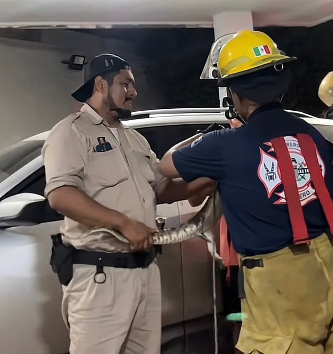 emmatorressoy's tweet image. #PorSiNoLoViste ¿Qué harías si una noche te das cuenta que en la cama de tu mascota hay una cría de cocodrilo durmiendo?
Esto sucedió en Ciudad Madero.
La cría fue capturada por protección civil. 
Y la foto de la cría acostada en la cama, quedó para la posteridad. 
#Cocodrilos